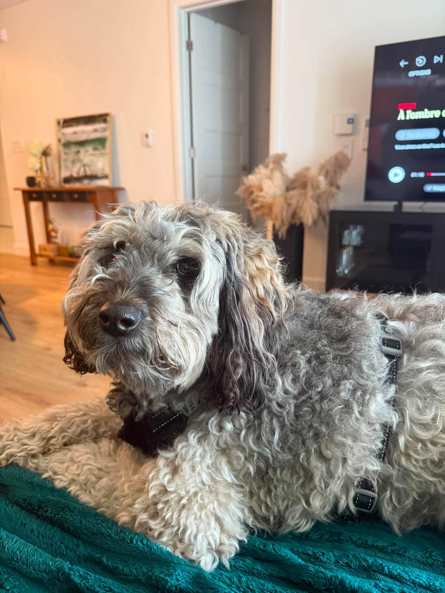 Un chien qui regarde l'objectif