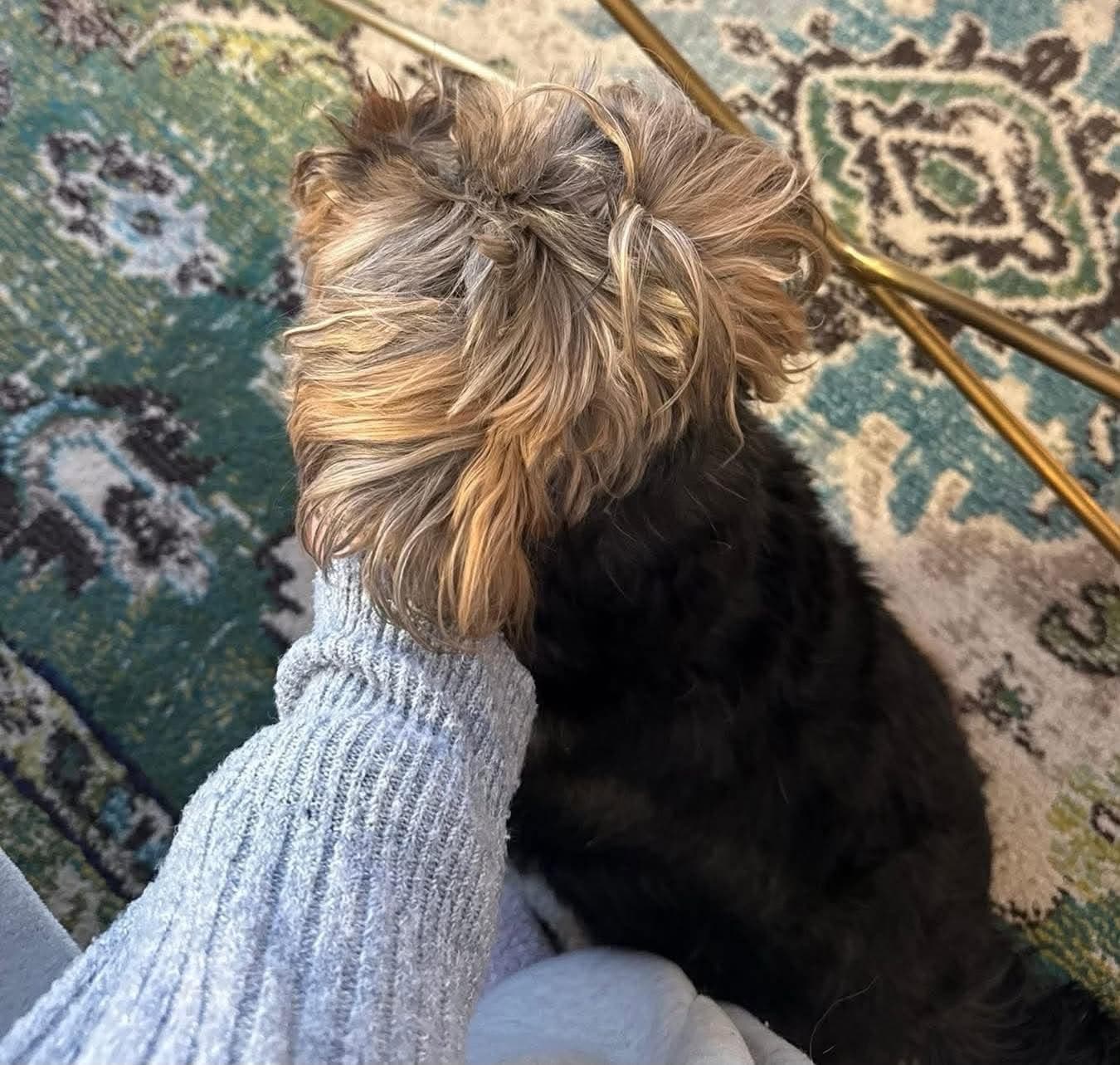 Une main flattant un petit chien