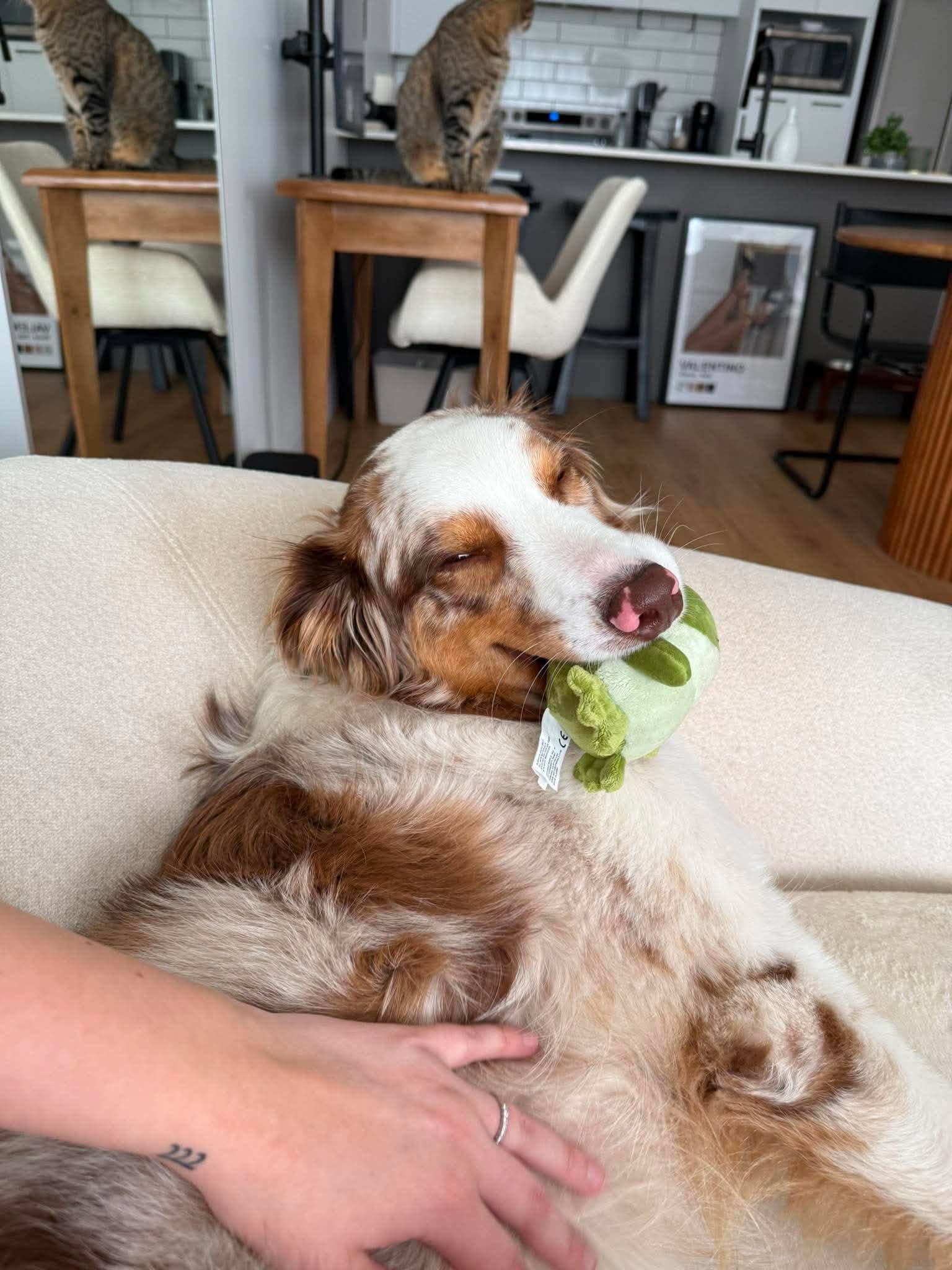 Un chien avec un jouet dans la bouche