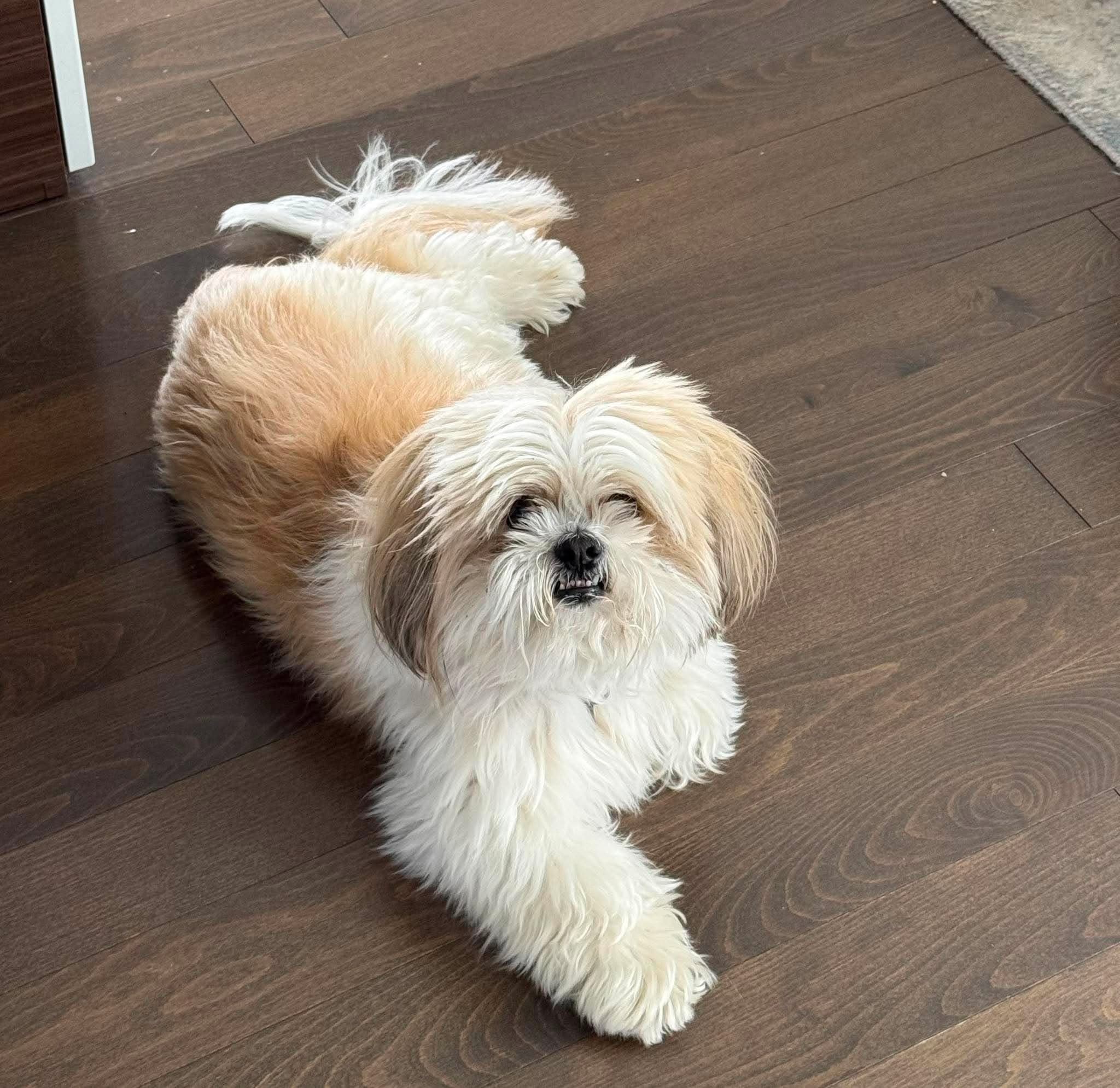 Un petit chien qui sourit avec les dents