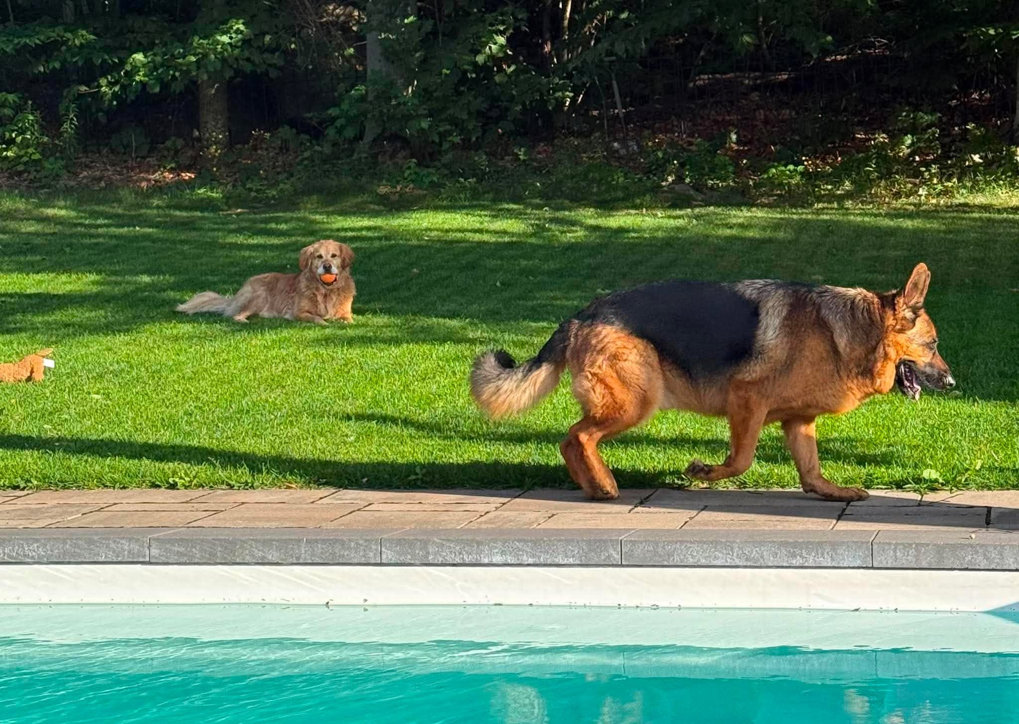 Deux chiens près de la piscine