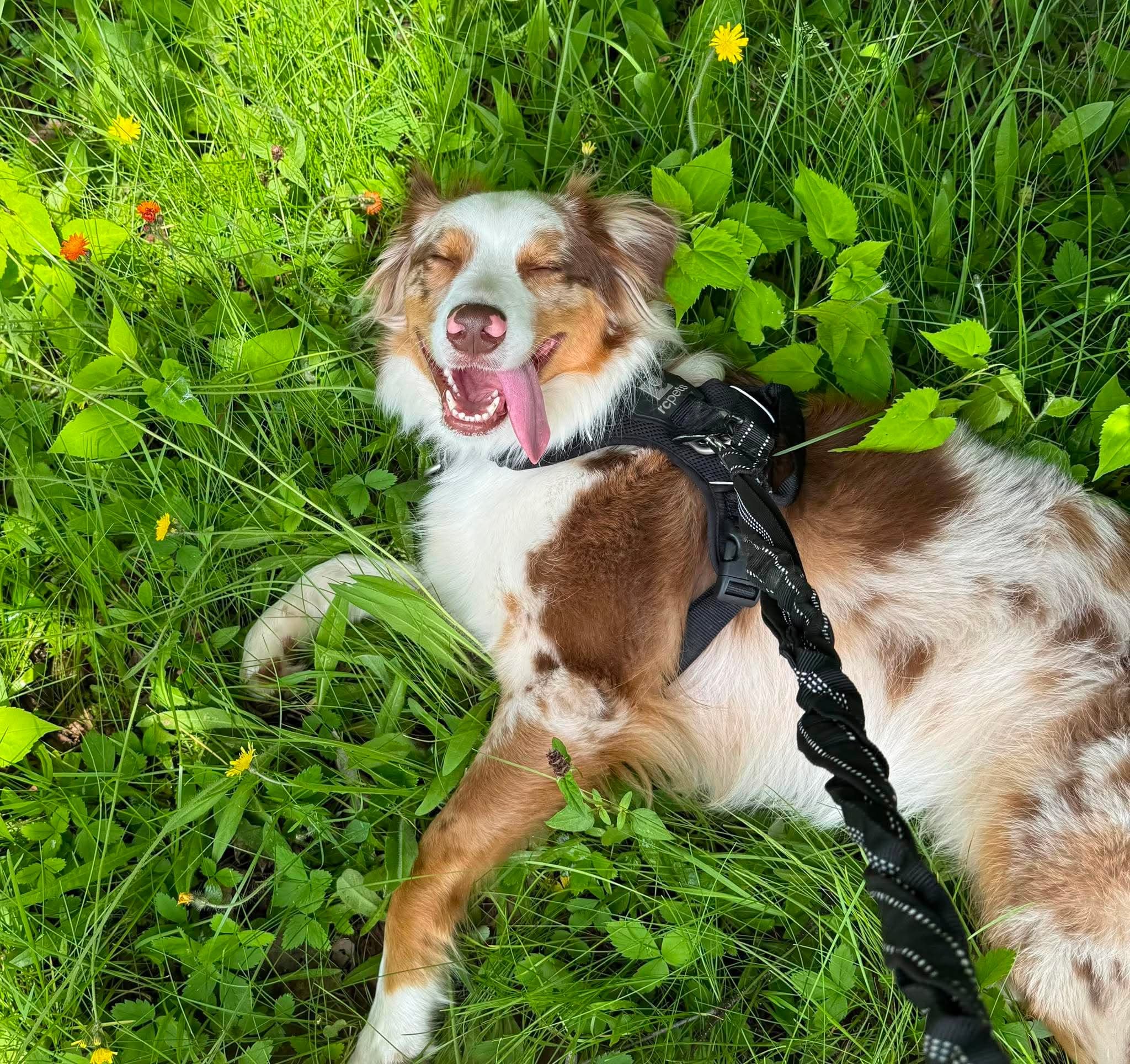 Chien couché dans l'herbe