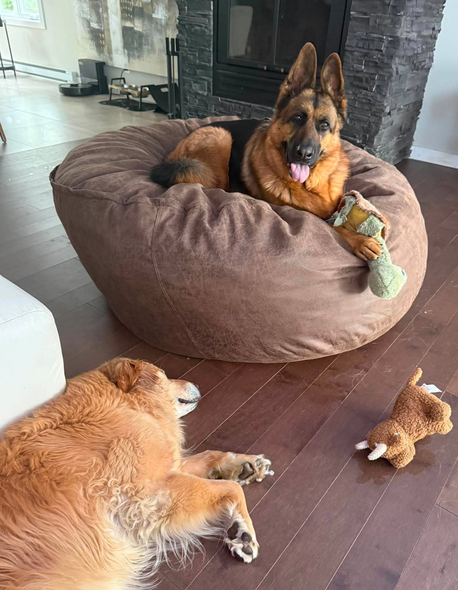 Deux chiens qui relaxent