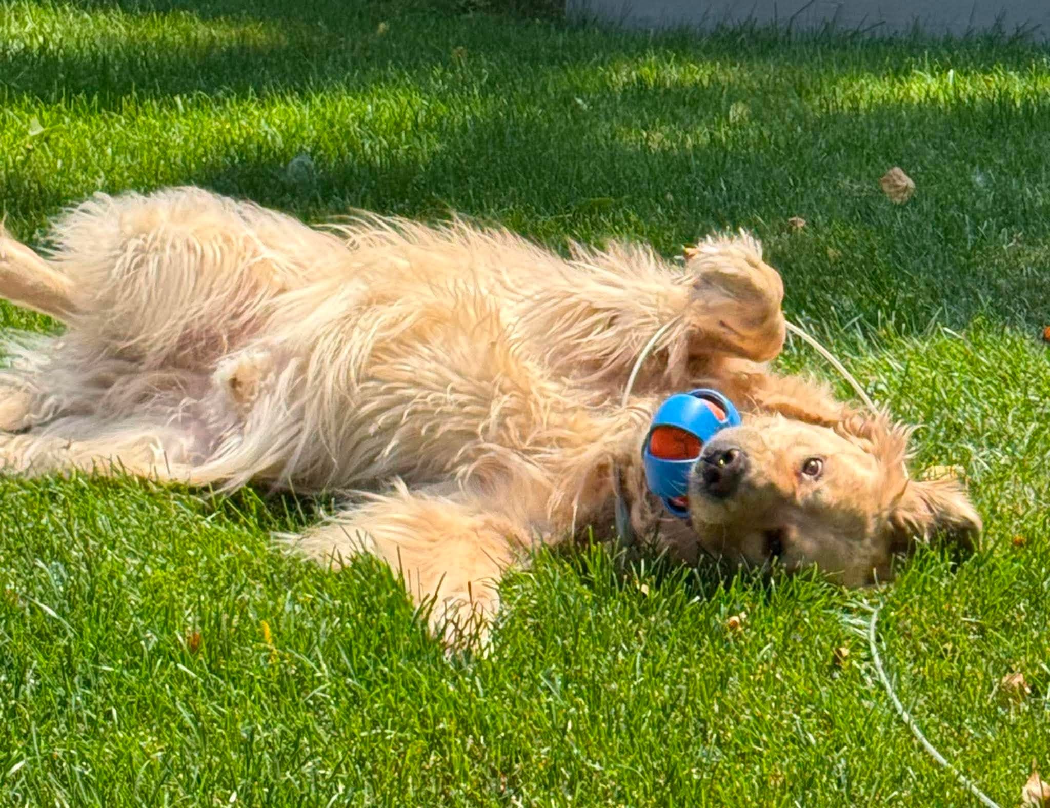 Un chien qui se roule dans le gazon