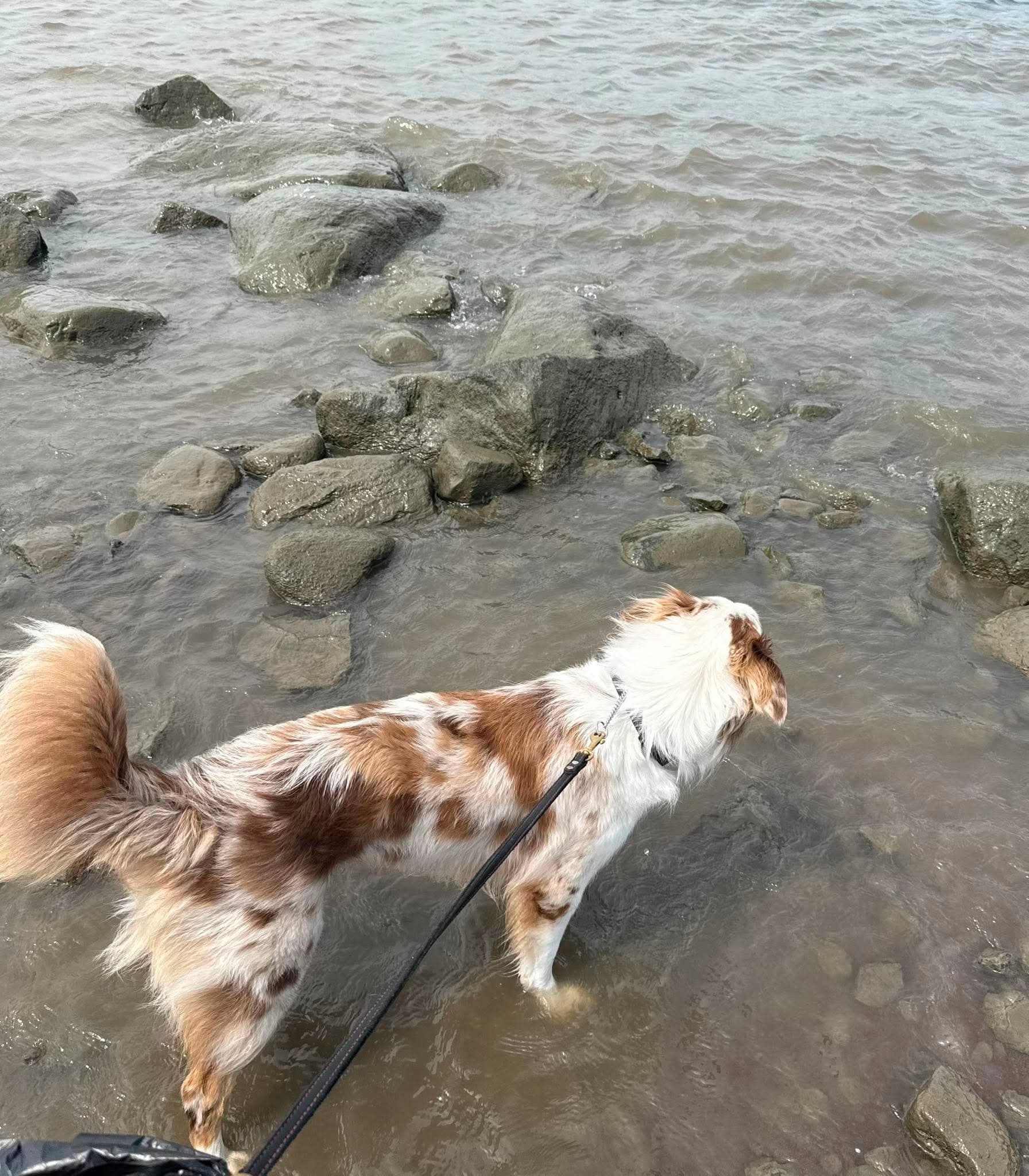 Un chien dans l'eau de la rivière