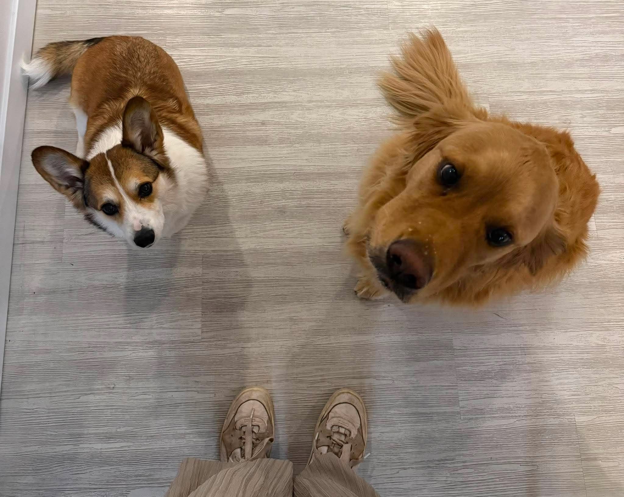 Deux chiens assis qui regardent l'objectif