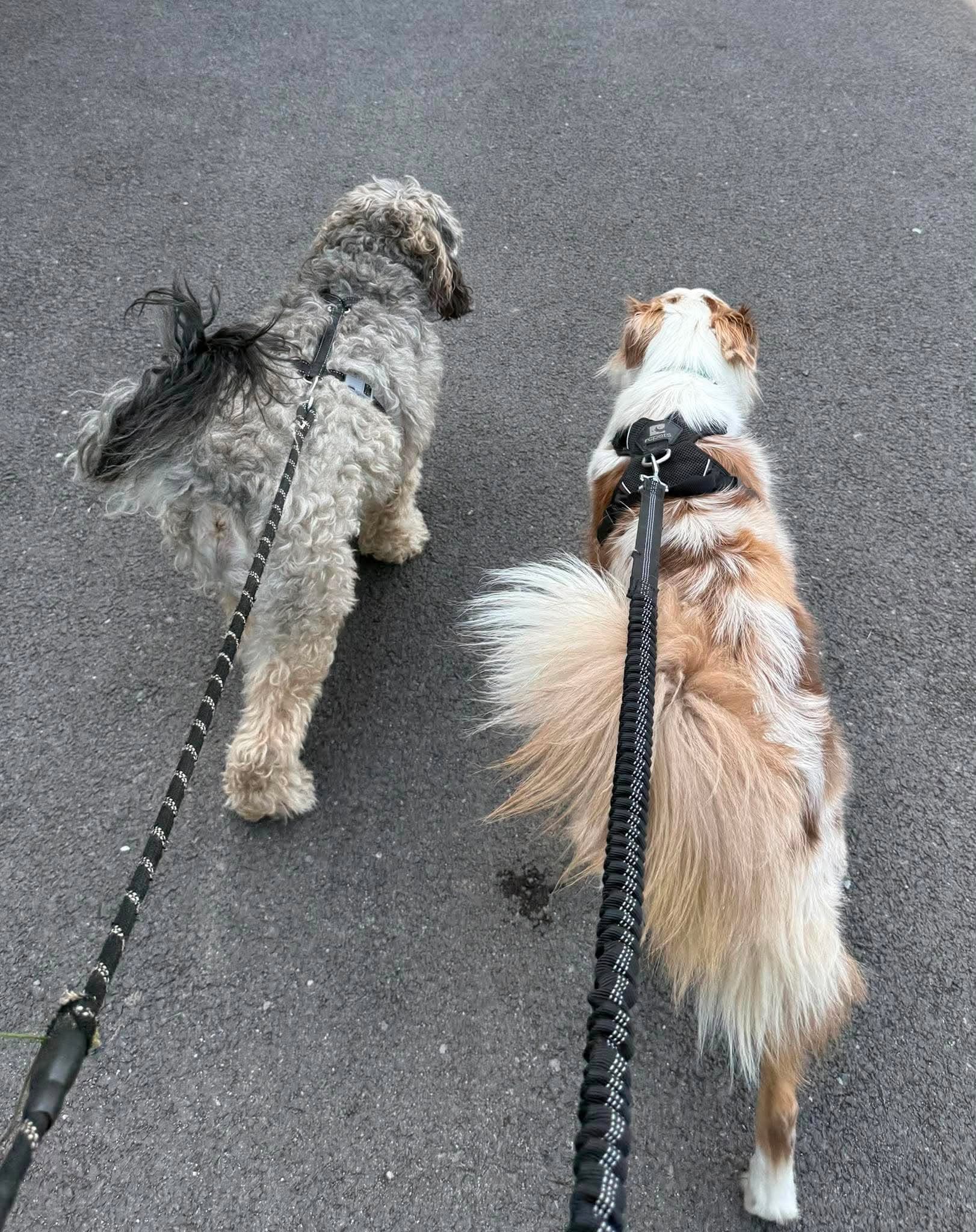 Deux chiens qui marchent en laisse