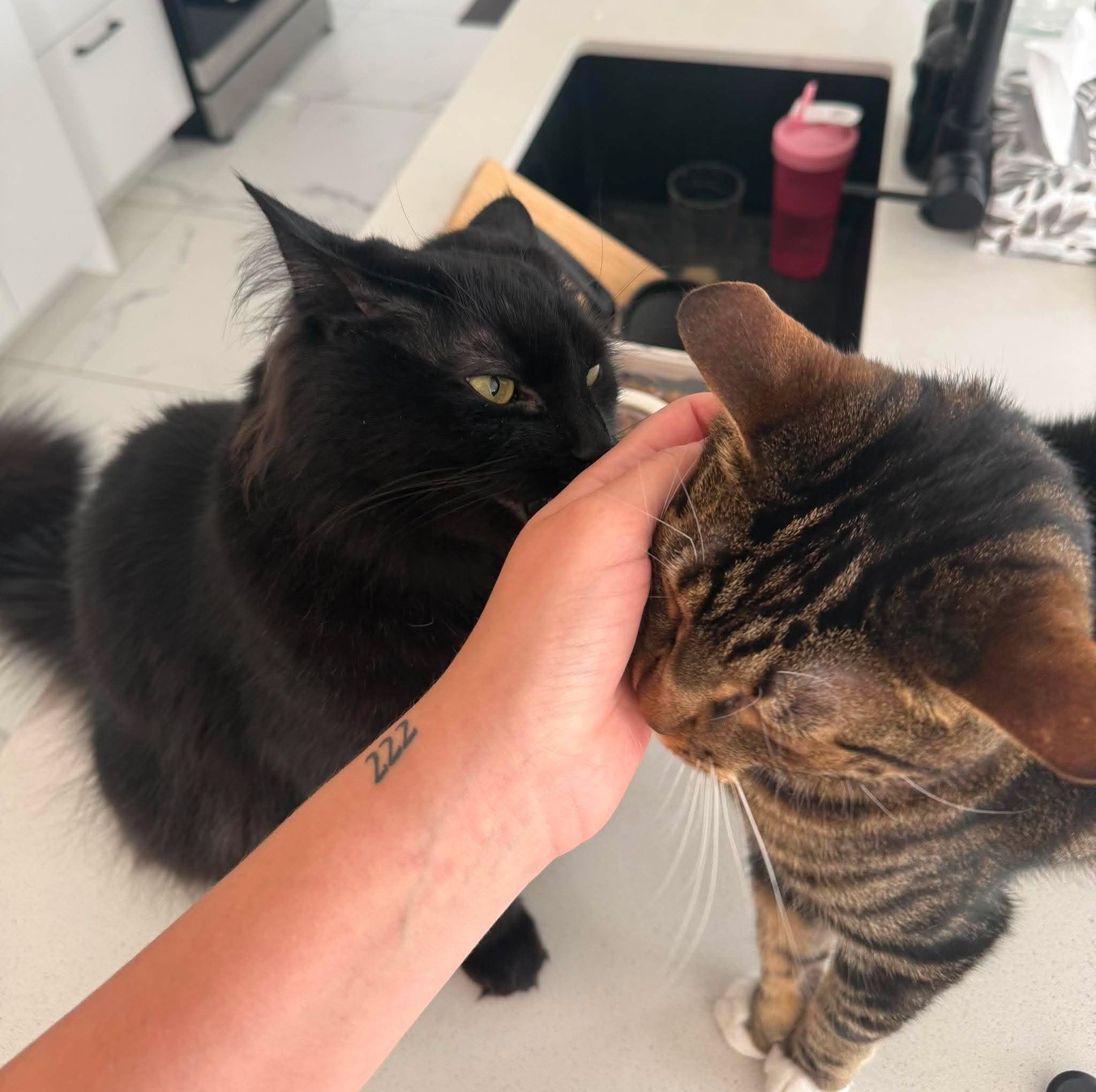 Deux chats curieux