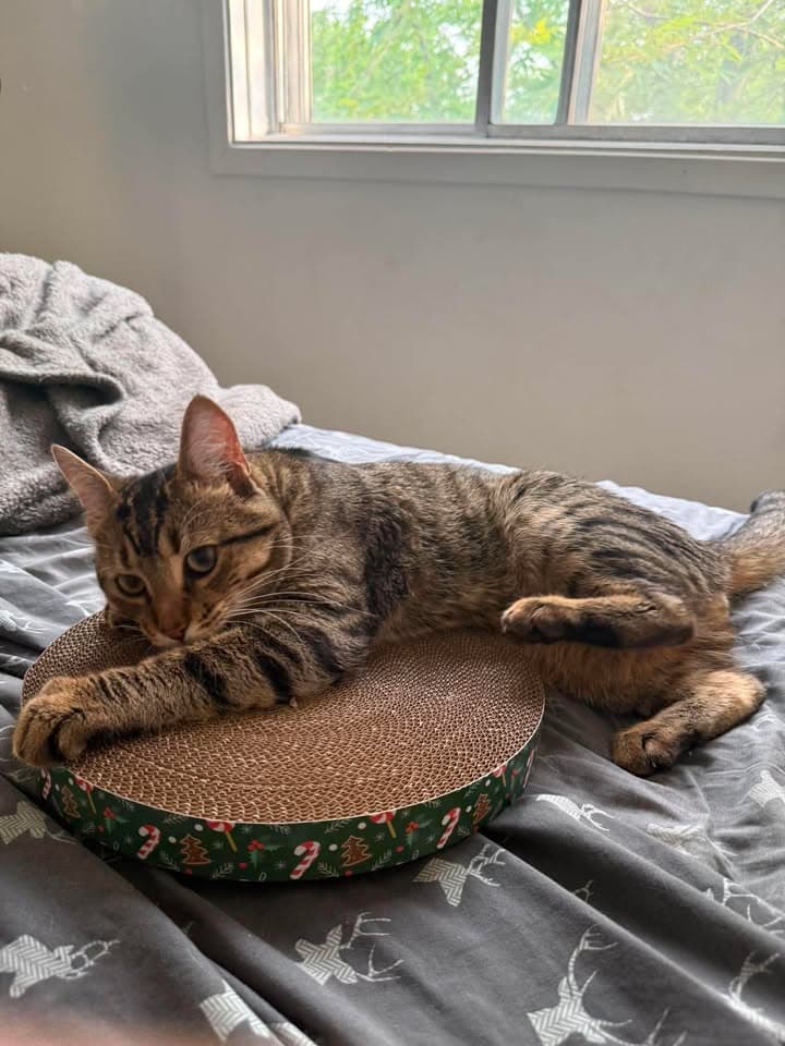 Un chat sur un grattoir