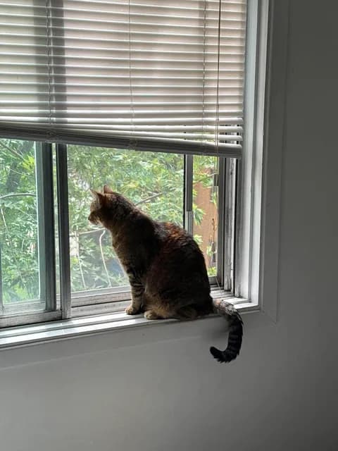 Un chat regardant par la fenêtre