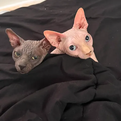 Deux chats sphynx sous le drap