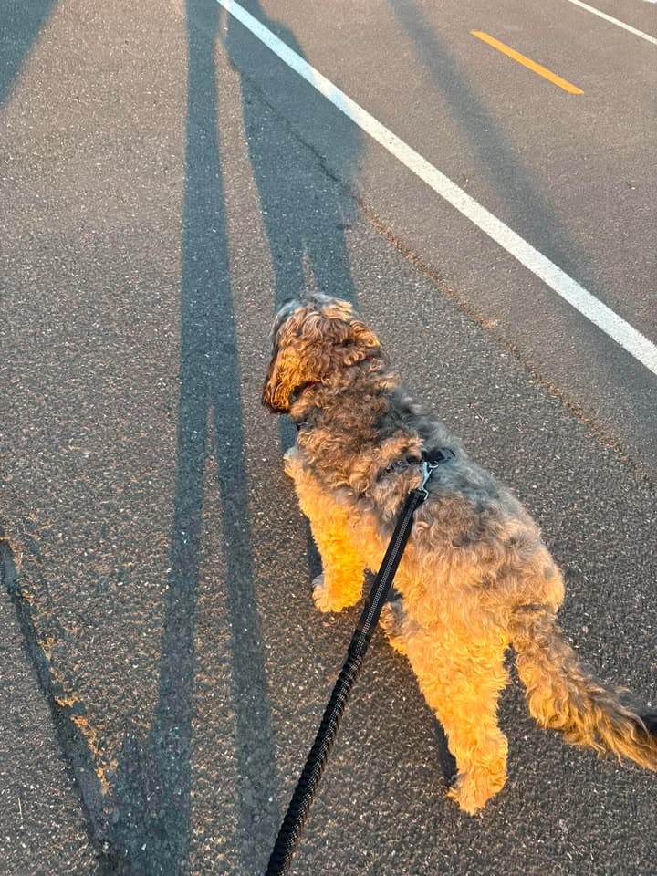 Un chien en promenade